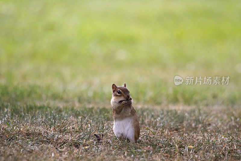 东部花栗鼠(Tamias striatus)吃